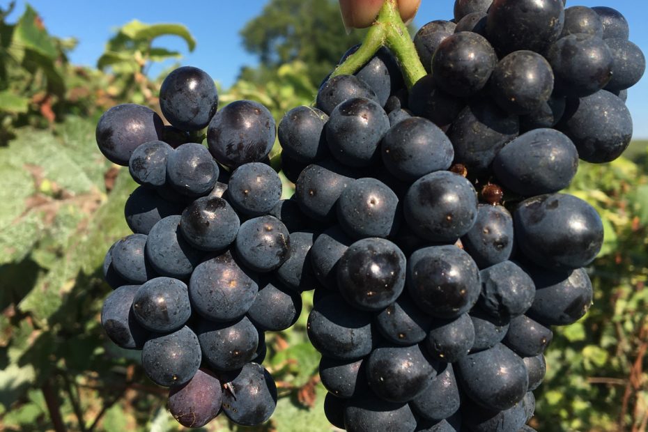 vendanges 2021 grappe raisin champagne G. Mahé