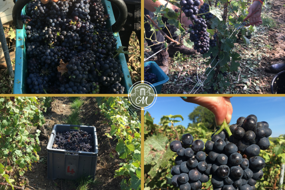 vendanges 2021 Champagne G. Mahé