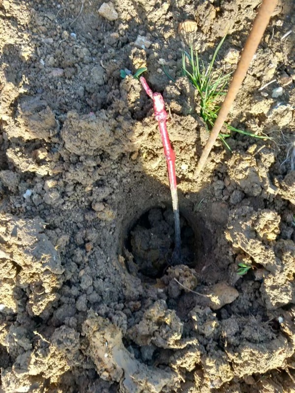 plant vigne champagne G. Mahé