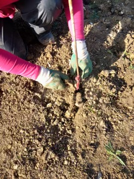 plantation plant vigne